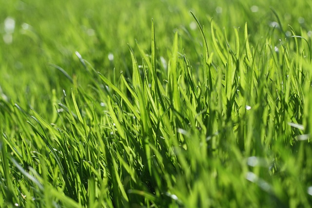 Lawn and Plant