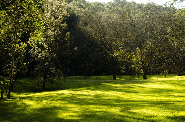 Lawn and Plant