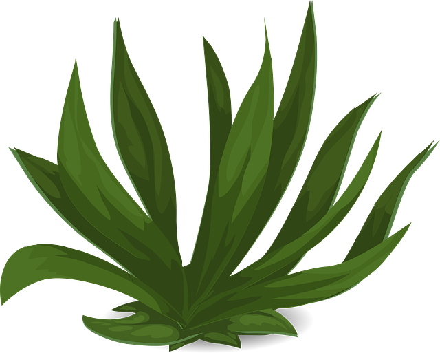 lawn-and-plant-640x480-23882043.png