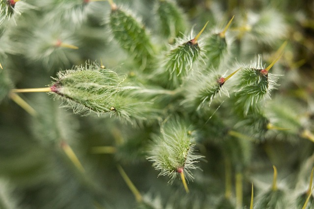 lawn-and-plant-640x480-23894195.jpeg