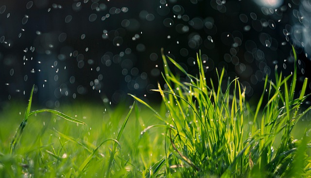 Lawn and Plant