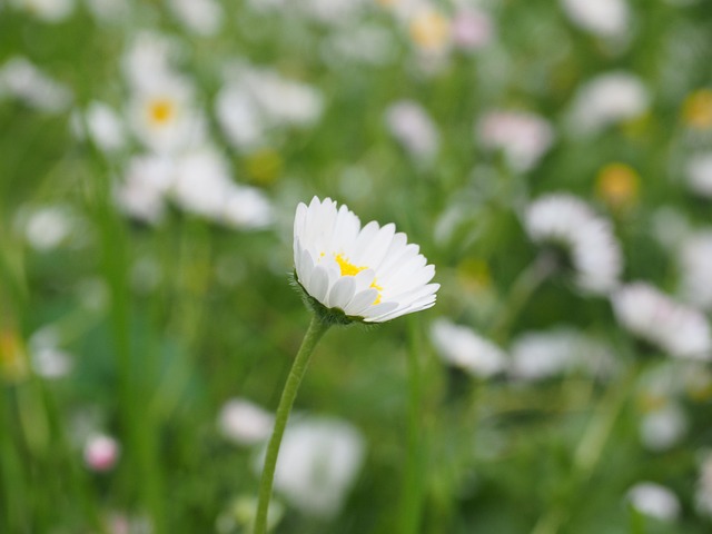 lawn-and-plant-640x480-25247967.jpeg