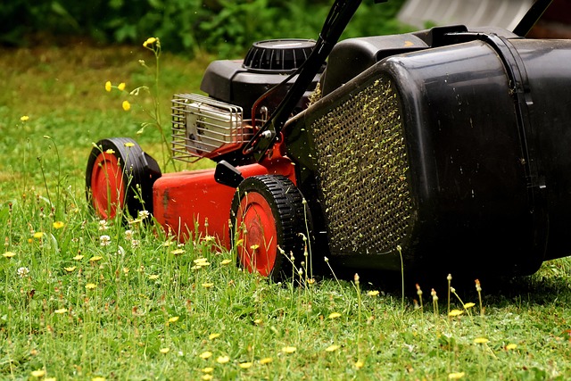 lawn-and-plant-640x480-25953747.jpeg
