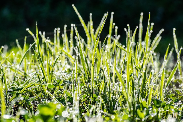 lawn-and-plant-640x480-26898241.jpeg
