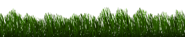 lawn-and-plant-640x480-29144355.png