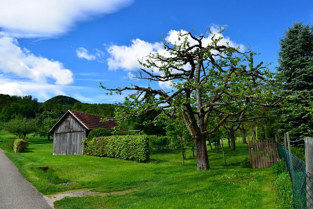 Lawn and Plant