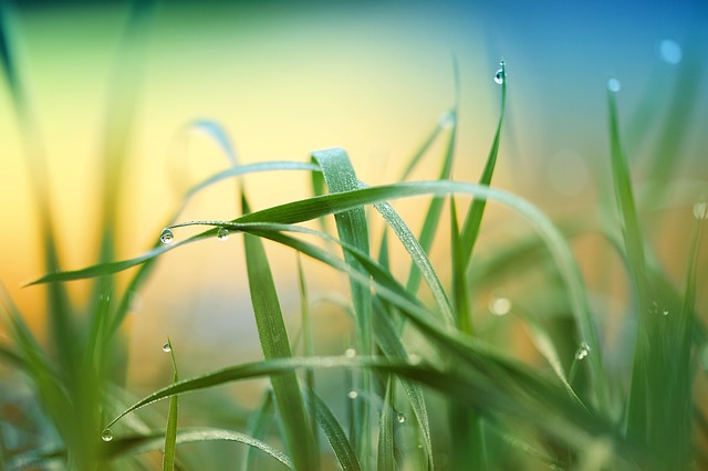 Lawn and Plant