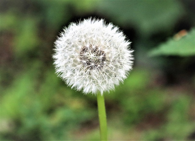 lawn-and-plant-640x480-31443832.jpeg