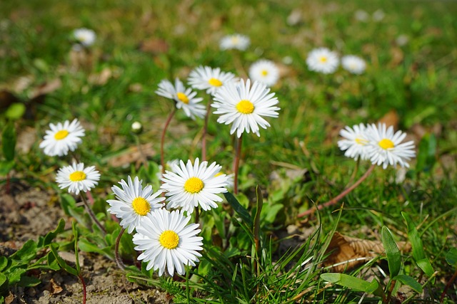 Lawn and Plant