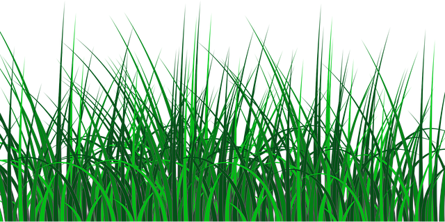 Lawn and Plant