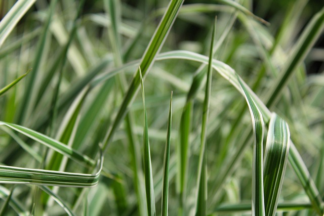 Lawn and Plant