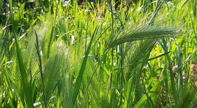 lawn-and-plant-640x480-33509288.jpeg