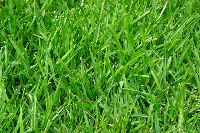 lawn-and-plant-640x480-3438798.jpeg