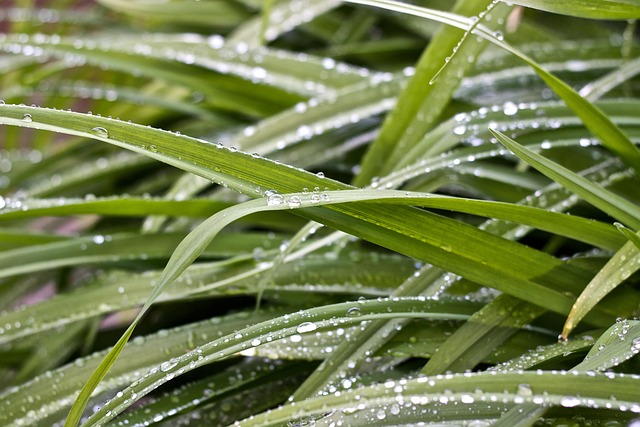 Lawn and Plant