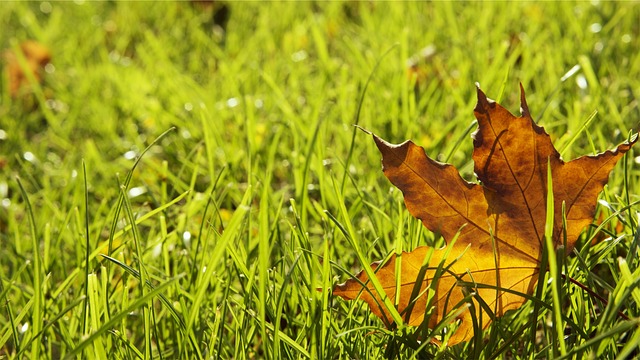 Lawn and Plant