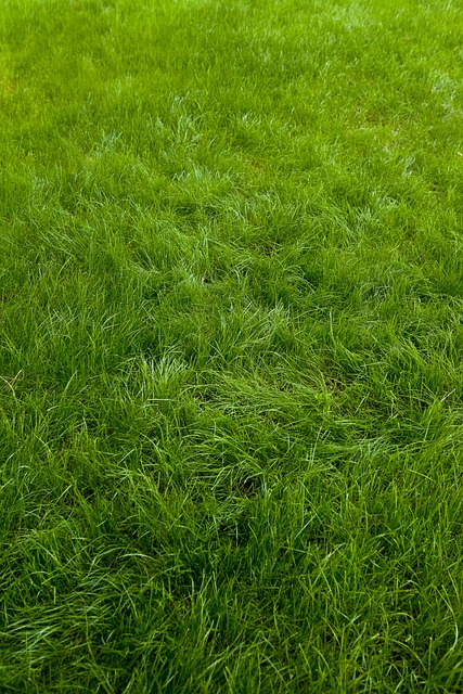 lawn-and-plant-640x480-38430283.jpeg