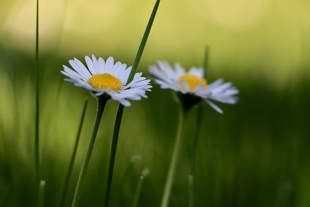 Lawn and Plant