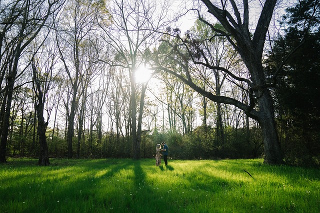 lawn-and-plant-640x480-42395868.jpeg