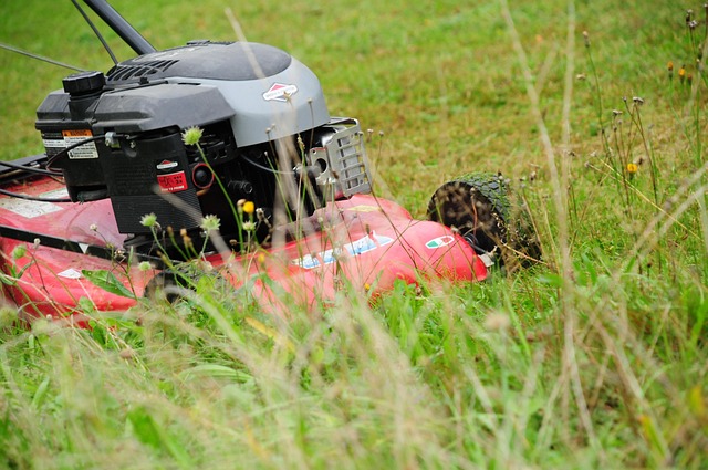 Lawn and Plant