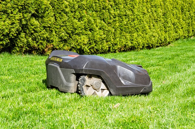 lawn-and-plant-640x480-43435257.jpeg