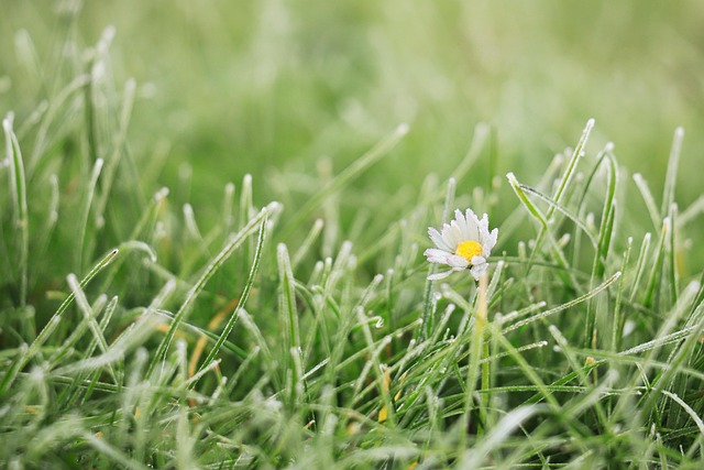 Lawn and Plant