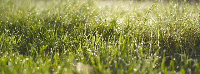 Lawn and Plant