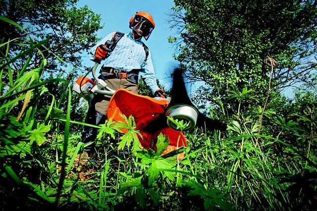 lawn-and-plant-640x480-4485901.jpeg