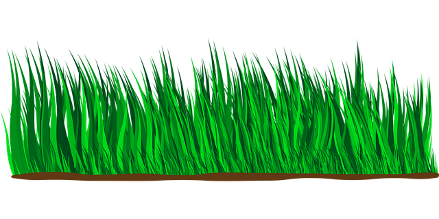 Lawn and Plant