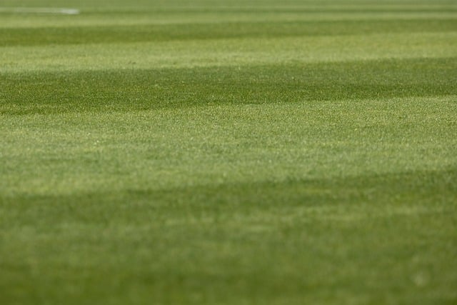 lawn-and-plant-640x480-45836543.jpeg