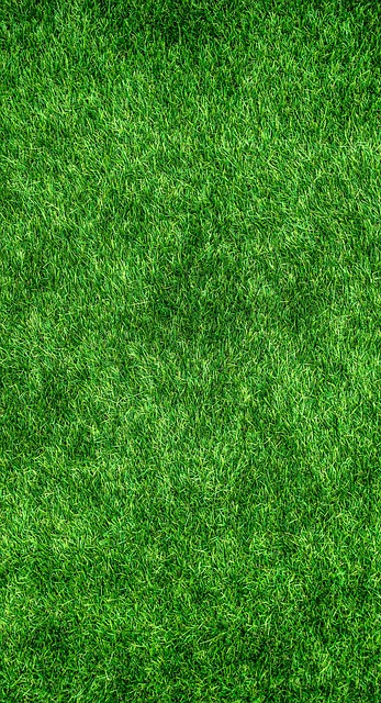 Lawn and Plant