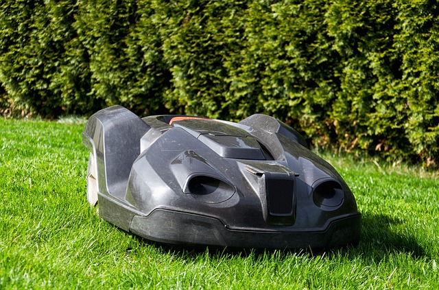 Lawn and Plant