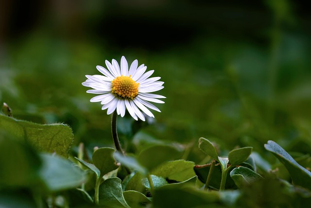 Lawn and Plant