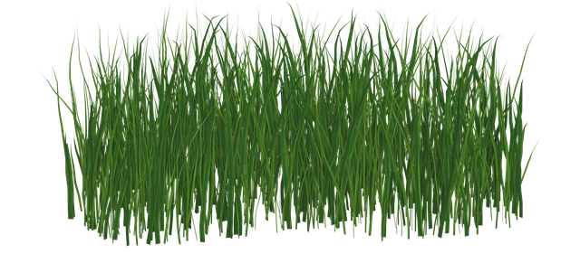 Lawn and Plant