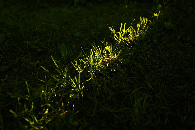 Lawn and Plant