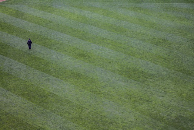 lawn-and-plant-640x480-49791296.jpeg