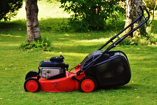 Lawn and Plant