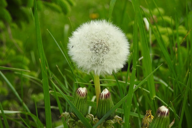 Lawn and Plant