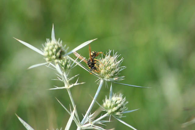 lawn-and-plant-640x480-51191362.jpeg