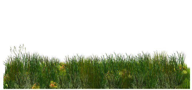lawn-and-plant-640x480-54117547.png