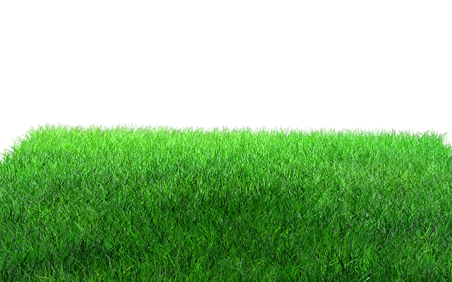 Lawn and Plant