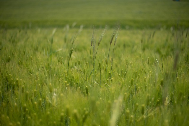 lawn-and-plant-640x480-54452891.jpeg