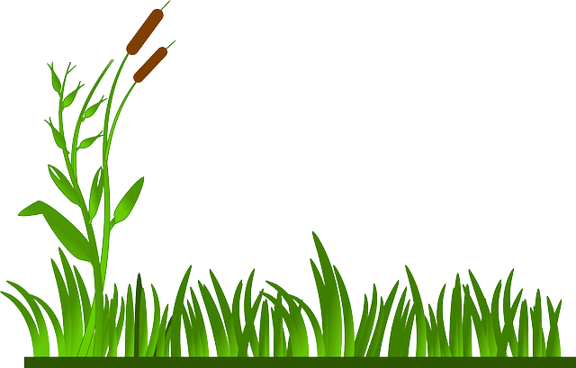 lawn-and-plant-640x480-55198929.png