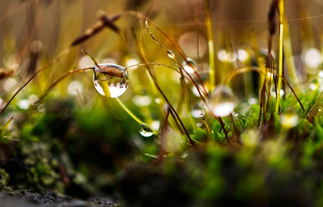 Lawn and Plant