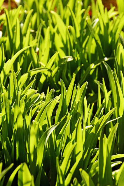 lawn-and-plant-640x480-56907489.jpeg