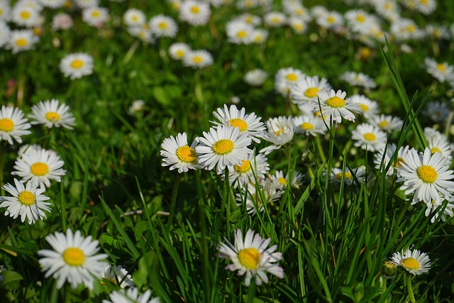 lawn-and-plant-640x480-58771911.jpeg