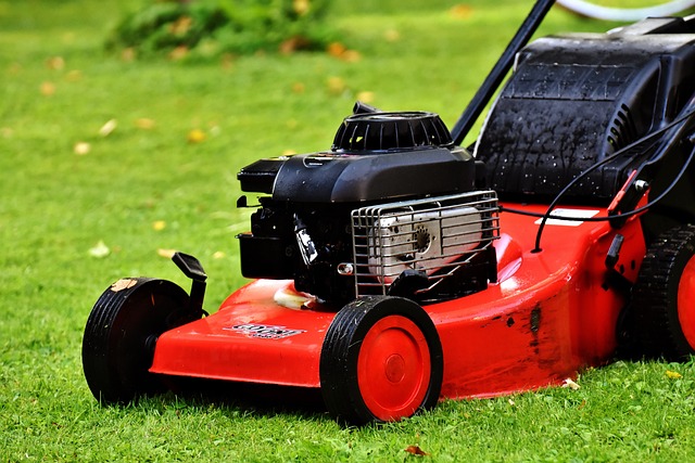 Lawn and Plant