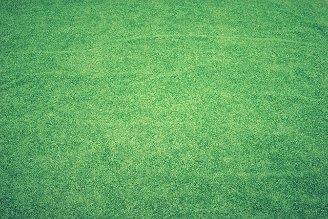 Lawn and Plant