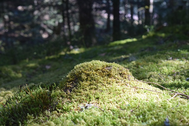 lawn-and-plant-640x480-59721243.jpeg