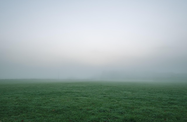 lawn-and-plant-640x480-6004879.jpeg