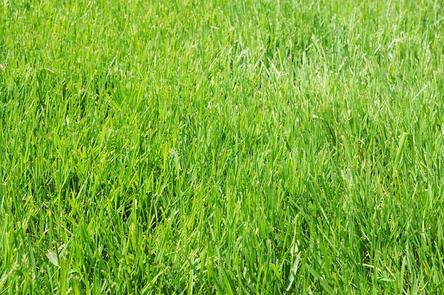 Lawn and Plant